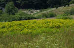 Bushy St. Johnswort